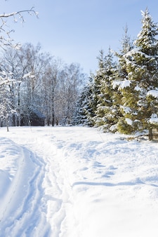 Malowniczy obraz świerków zimą