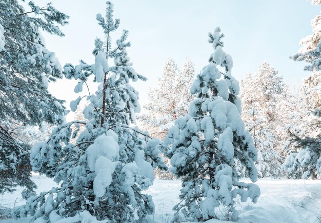 Malowniczy, pokryty śniegiem las w sezonie zimowym. dobre na boże narodzenie w tle.