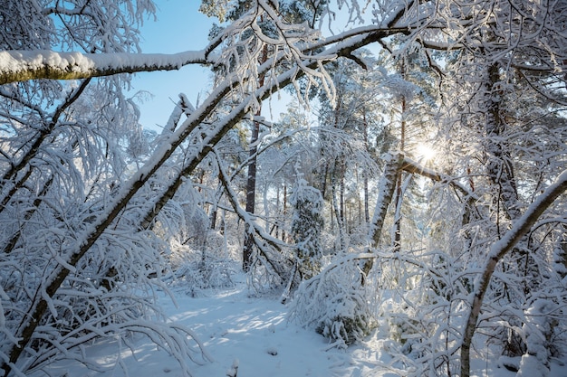 Malowniczy, pokryty śniegiem las zimą