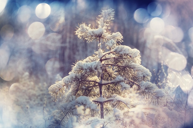 Malowniczy, Pokryty śniegiem Las Zimą Premium Zdjęcia