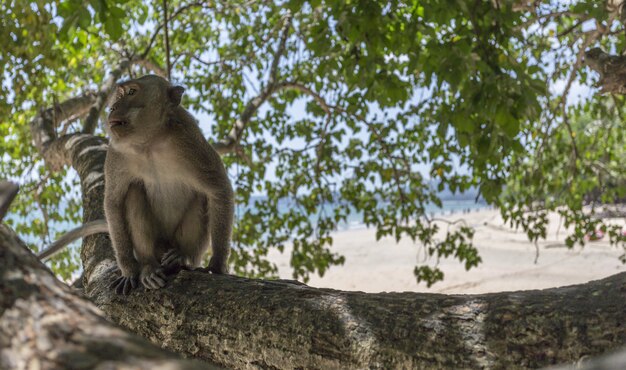 Małpa siedzi na gałęzi drzewa