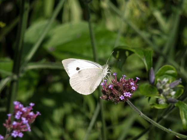Mały Biały Motyl Pieris Rapae Premium Zdjęcia