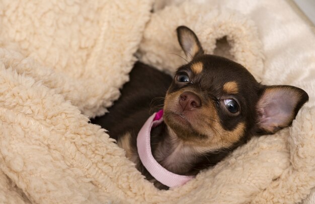 Mały Chihuahua