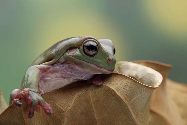 Mały chiński smok wodny Physignathus cocincinus na gałęzi Mały chiński smok wodny zbliżenie