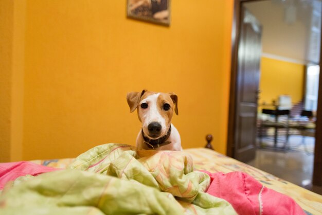 Bezpłatne zdjęcie mały jack russell terrier na łóżku