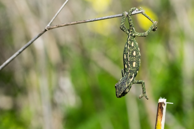 Bezpłatne zdjęcie mały kameleon balansujący na gałązce kopru włoskiego.