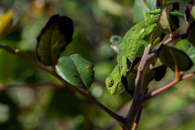 Mały kameleon śródziemnomorski (Chamaeleo chamaeleon) powoli poruszający się na drzewie chleba świętojańskiego na Malcie