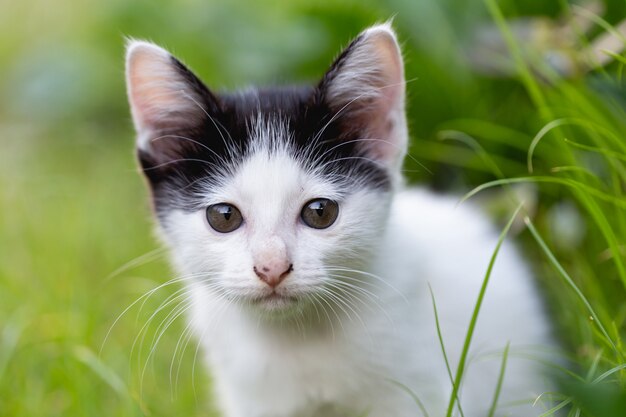 mały kot siedzi na trawie.