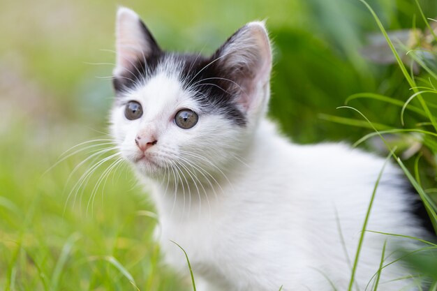 mały kot siedzi na trawie.