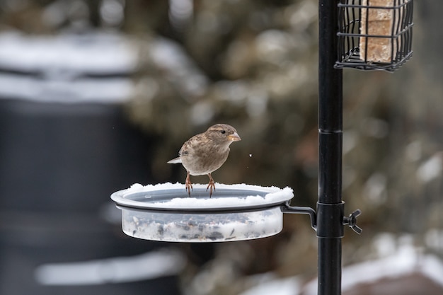 Bezpłatne zdjęcie mały ładny ptak siedzi na podajniku i je w zimie