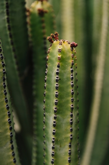 Mały pączek na kaktusowej roślinie