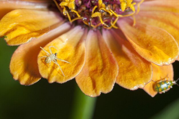 Mały pająk siedzi na kwiatek s z żółtymi płatkami