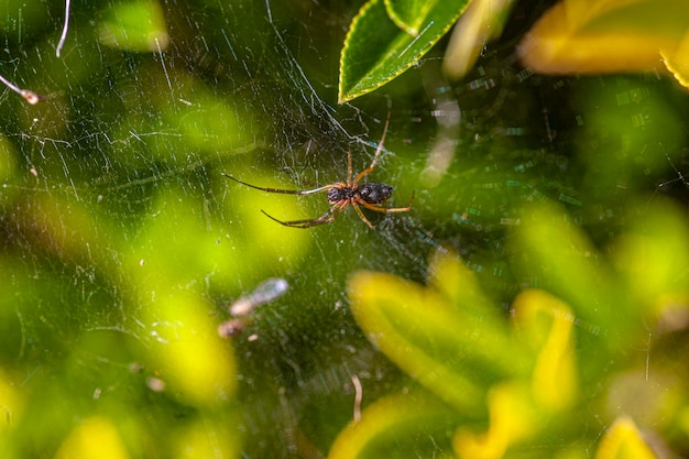 Mały pająk w naturze zanurzony w liściach wiosną, zdjęcie wykonane obiektywem makro