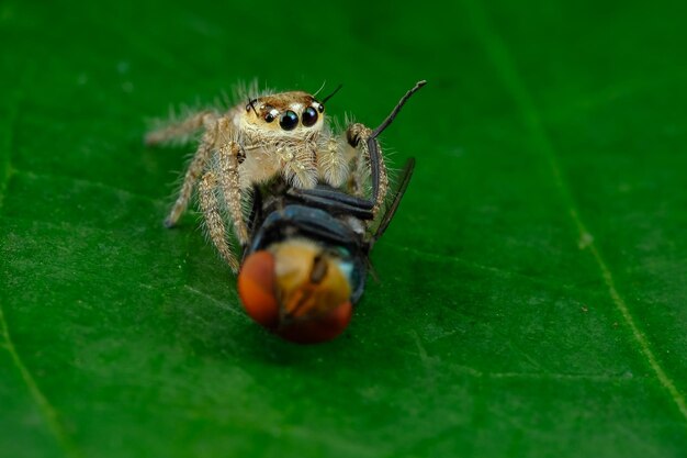 Mały pająk zjada muchę na zielonych liściach