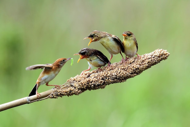 Mały ptak Cisticola juncidis czeka na jedzenie od swojej matki Ptak Cisticola juncidis na gałęzi