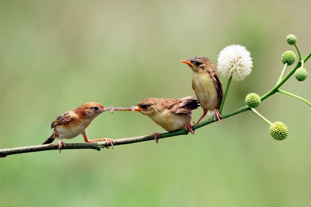 Mały ptak z sitting Cisticola czeka na jedzenie od swojej matki Zitting Cisticola na gałęzi