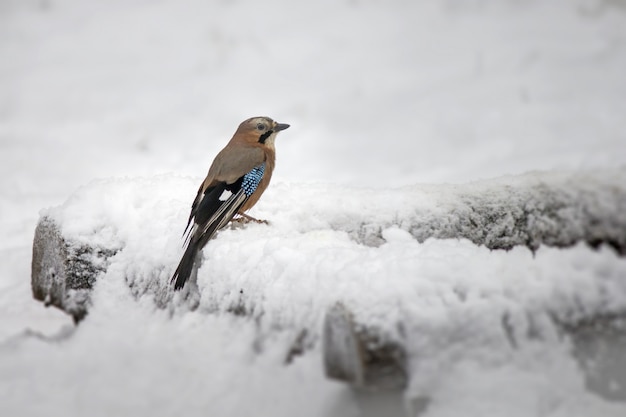 Mały Ptaszek Stojący Na Gałęzi Pokrytej śniegiem