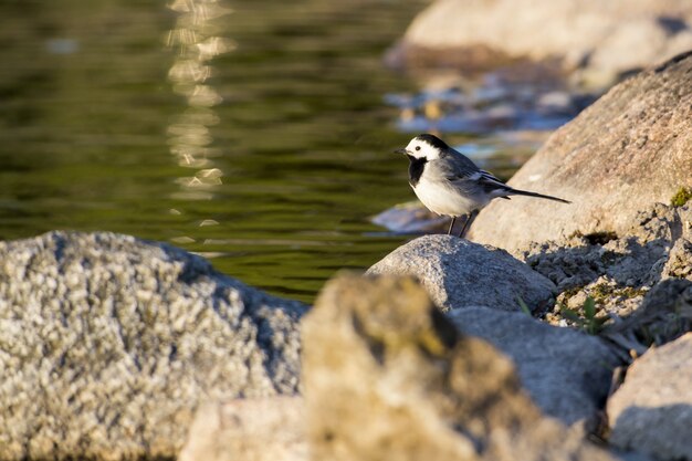 Mały ptaszek stojący na skale w pobliżu wody