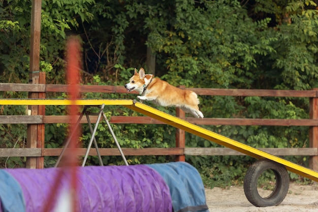 Mały Słodki Piesek Corgi Występujący Podczas Pokazu W Konkursie Pet Sport Motion