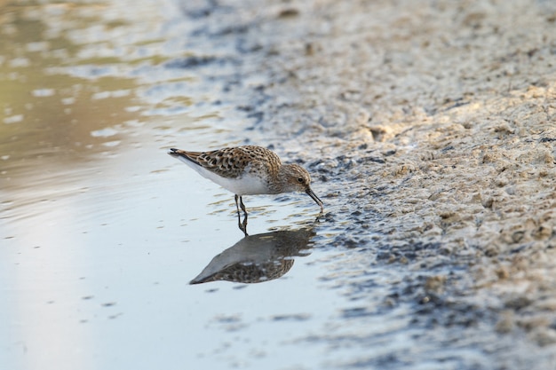 Mały Stint, Calidris Minuta, Erolia Minuta