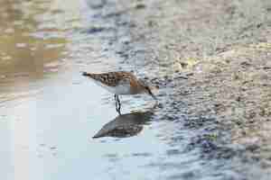 Bezpłatne zdjęcie mały stint, calidris minuta, erolia minuta