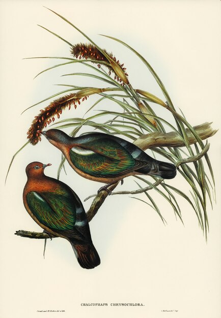 Mały zielony gołąb (Chalcophaps chrysochlora) zilustrowany przez Elizabeth Gould