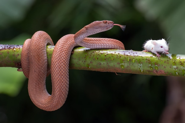 Bezpłatne zdjęcie manggrove pit viper wąż zbliżenie głowa zwierzę zbliżenie wąż widok z przodu