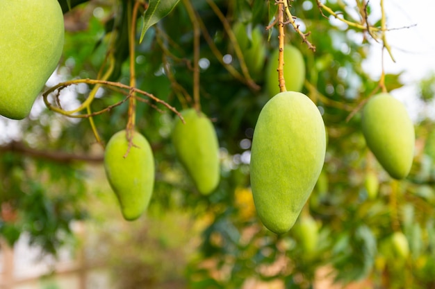 Bezpłatne zdjęcie mango na drzewie z naturą.