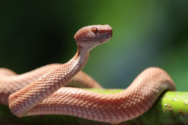 Bezpłatne zdjęcie mangrove pit viper wąż zbliżenie głowa zwierzę zbliżenie wąż widok z przodu