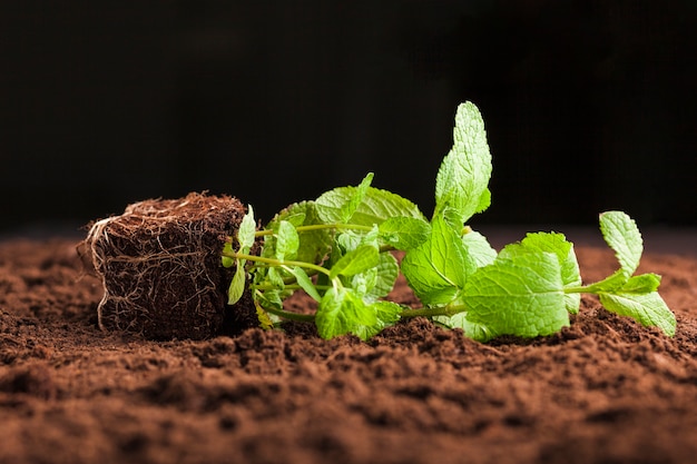 Bezpłatne zdjęcie martwa natura rośliny na glebie