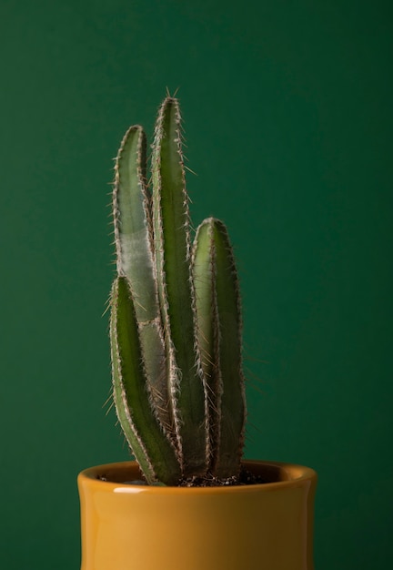 Bezpłatne zdjęcie martwa natura z kaktusem