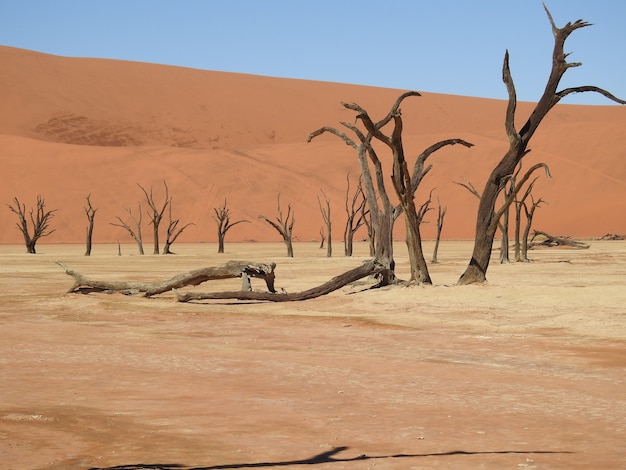 Bezpłatne zdjęcie martwe drzewa na pustyni w deadvlei, namibia, afryka