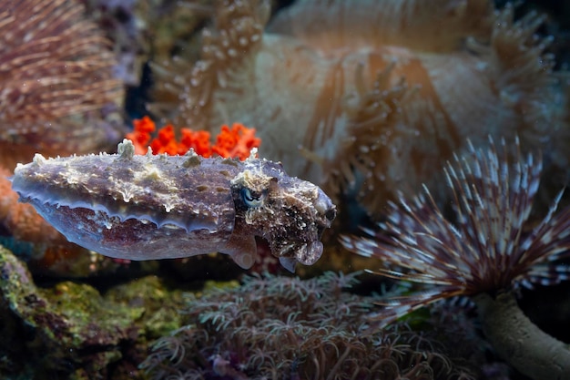 Mątwa zwyczajna pływająca po dnie morskim wśród raf koralowych zbliżenie