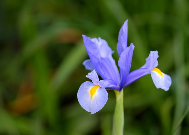 Bezpłatne zdjęcie mauve iris