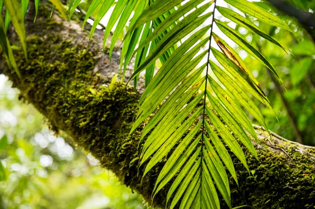 Mech na pniu drzewa w tropikalnym lesie deszczowym