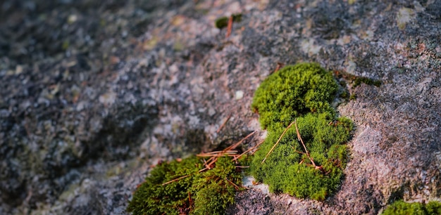 Bezpłatne zdjęcie mech rosnący na kamieniu w tle jesiennego lasu sosnowego z przestrzenią do kopiowania