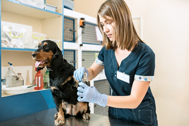 Medycyna, opieka nad zwierzętami i ludzie - pies i lekarz weterynarii w klinice weterynaryjnej