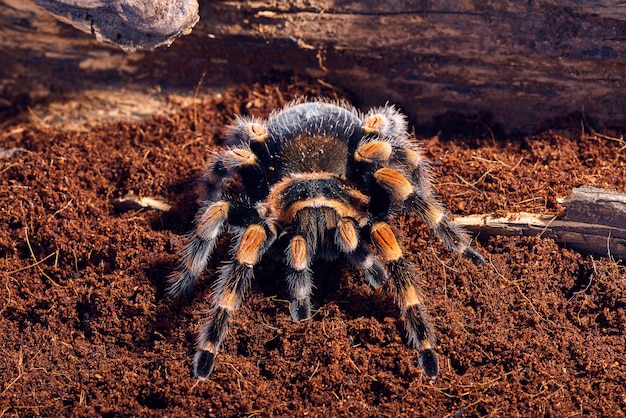 Bezpłatne zdjęcie meksykańska czerwona tarantula kolanowa