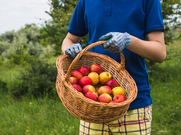 Bezpłatne zdjęcie męska ogrodniczka trzyma kosz z organicznie czerwonym jabłkiem