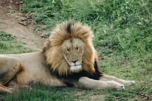 Bezpłatne zdjęcie męski lew leżący na trawie z zamkniętymi oczami