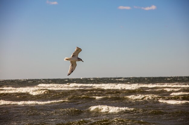 Mewa dwugrzbieta swobodnie przelatująca nad oceanem pod czystym niebem