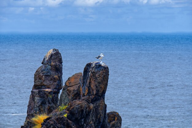 Mewa stojąca na skale z niewyraźnym morzem w