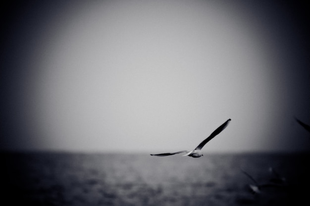 Bezpłatne zdjęcie mewa wzrasta nad morzem. czarno-białe zdjęcie z efektem ziarna folii