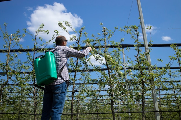Mężczyzna agronom traktujący jabłonie pestycydami w sadzie