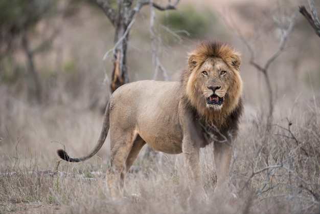 Mężczyzna lew stojący na polu krzaków