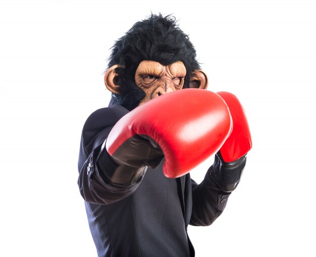 Mężczyzna małpa z rękawiczek bokserskich
