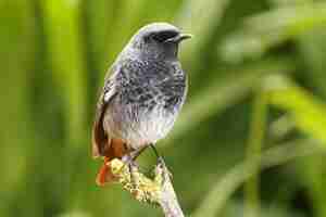 Bezpłatne zdjęcie mężczyzna redstart, phoenicurus ochruros