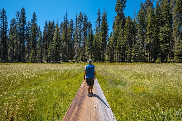 Mężczyzna stojący na gigantycznym zwalonym drzewie w Parku Narodowym Sequoia, Kalifornia, USA