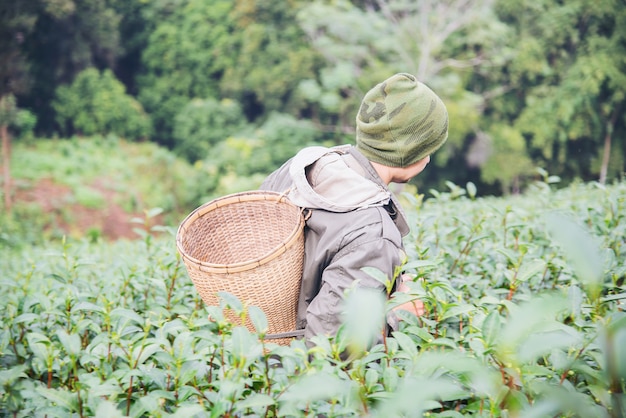 Mężczyzna żniwa, wyboru świeża zielona herbata / opuszcza przy wysokiej ziemi herbaty polem w Chiang Mai Tajlandia