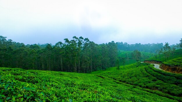 Mgła natura lasów lasów india